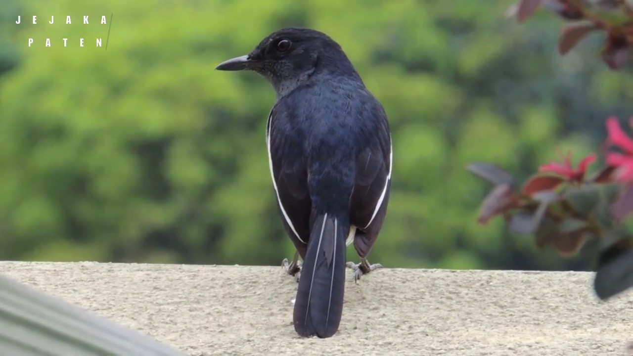 10 Burung kicau / ocehan yang paling di gemari!!