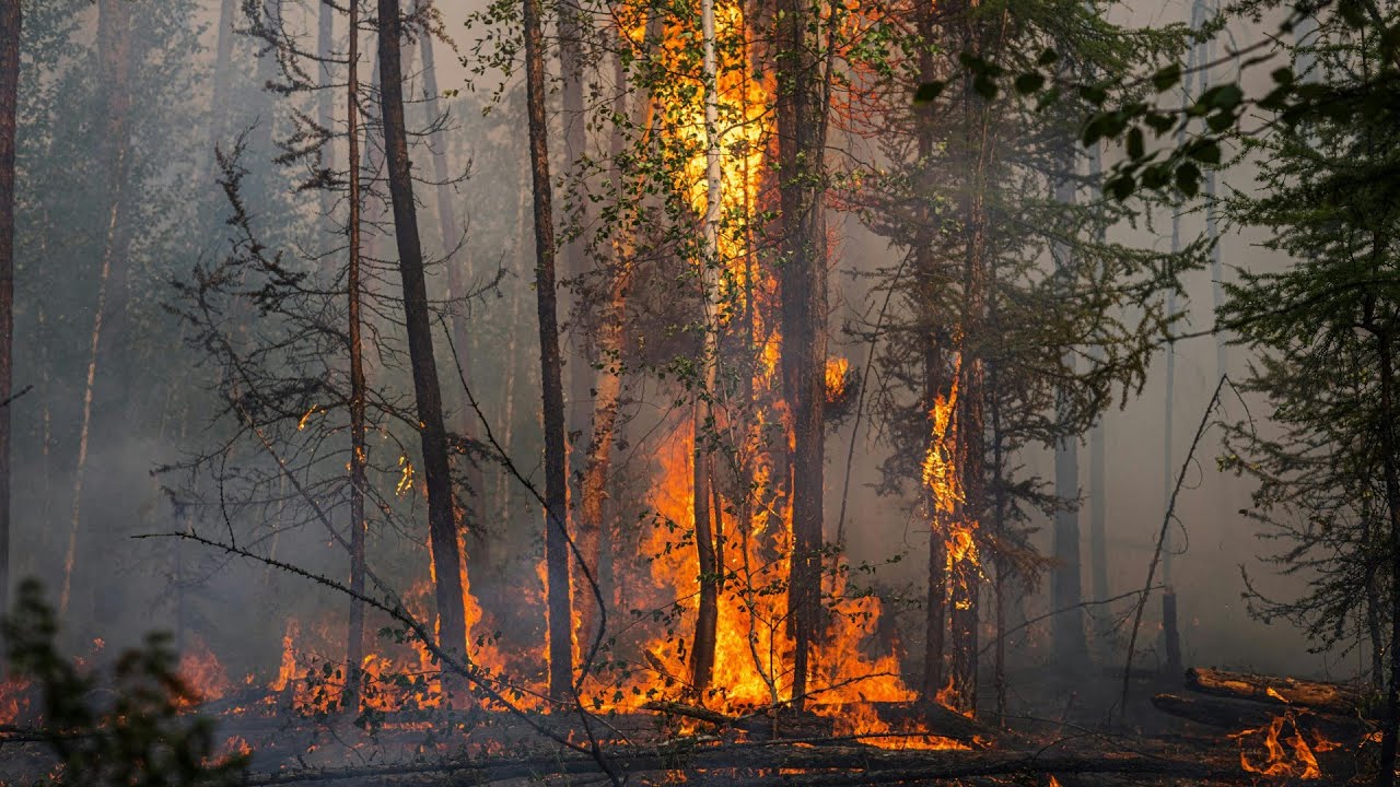 Br&auml;nde in borealen W&auml;ldern sind 