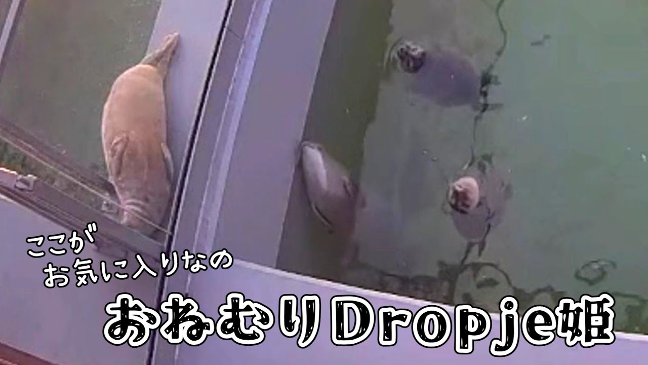 夕焼けにモフモフのかわいいおねむり姫　お気に入りの場所でもう何時間ごろんしてる？【アザラシ幼稚園】