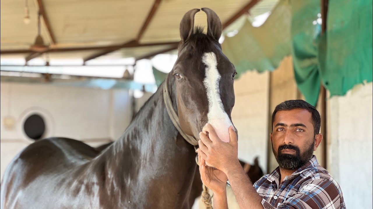 sunday veer stud Farm visit #horse #marwadihorse #farmer #veerstudfarm