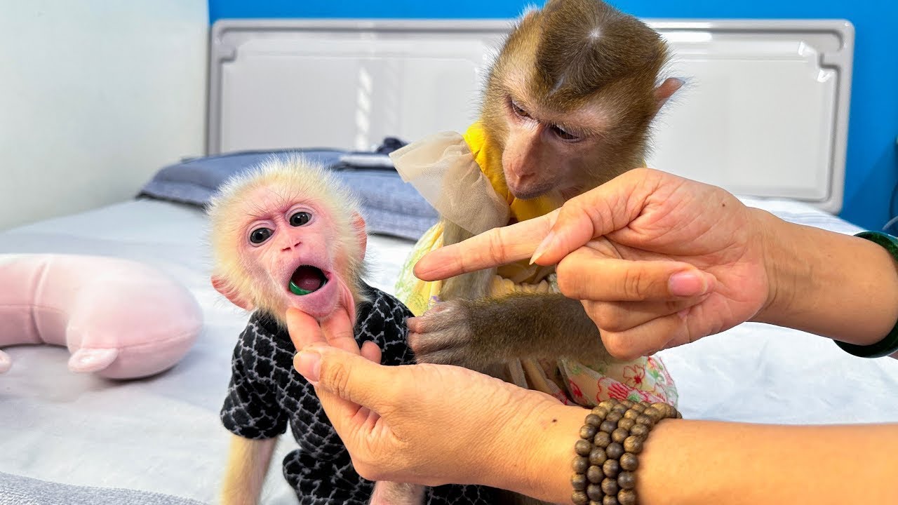 Monkey Kaka prevents Monkey Mit from tearing apart dad's coffee packet.