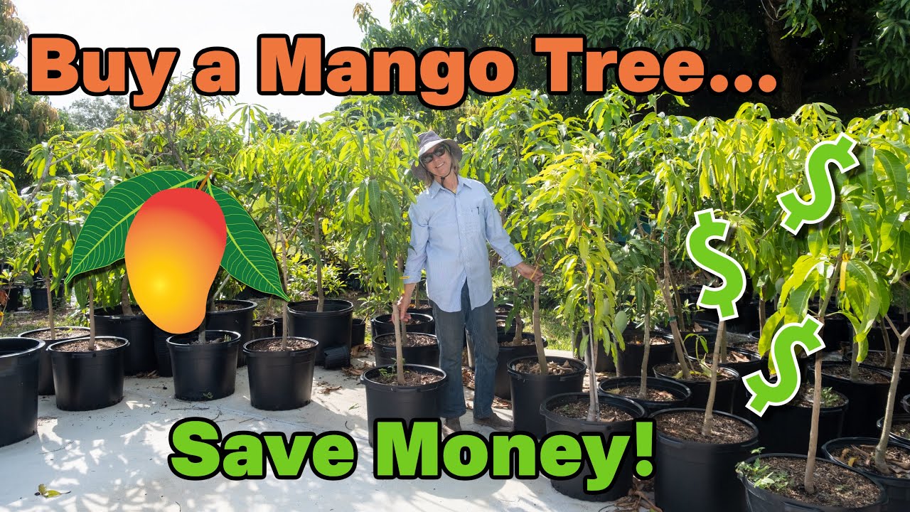 Buy a Mango Tree...Save Money!!!