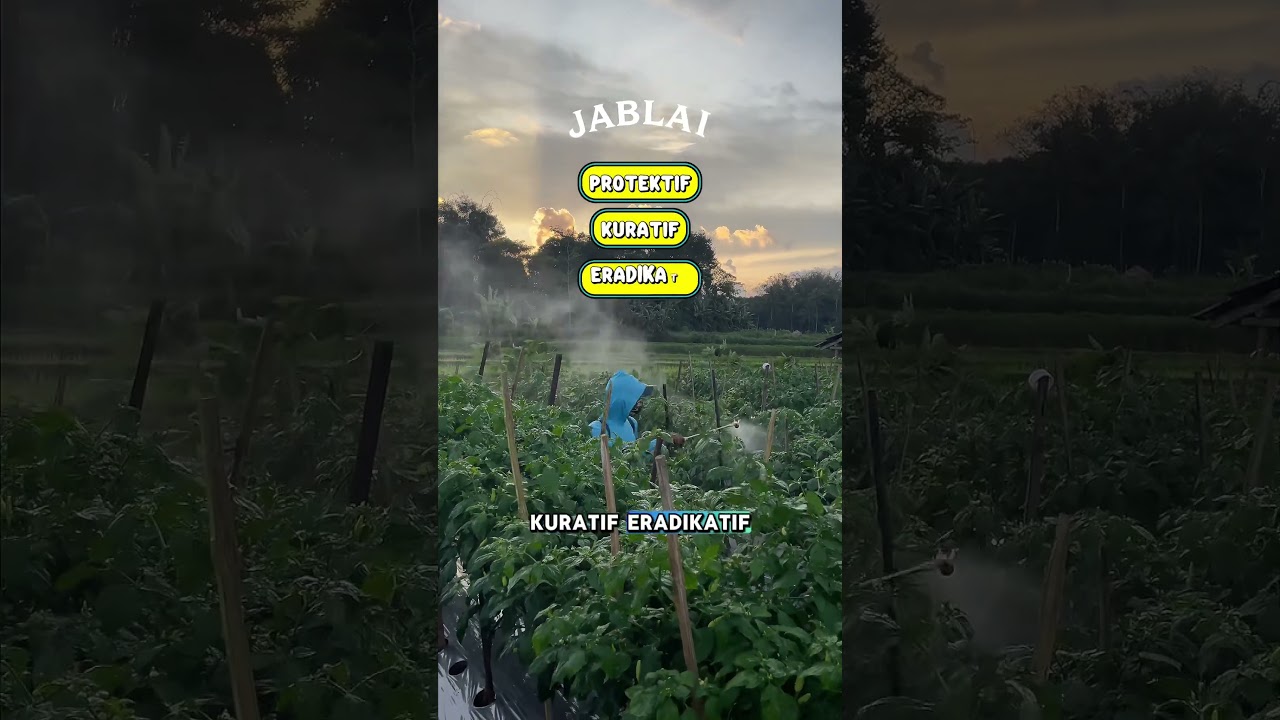 Fungisida Mahal VS Benih Berkualitas . Siapa Lebih Unggul?