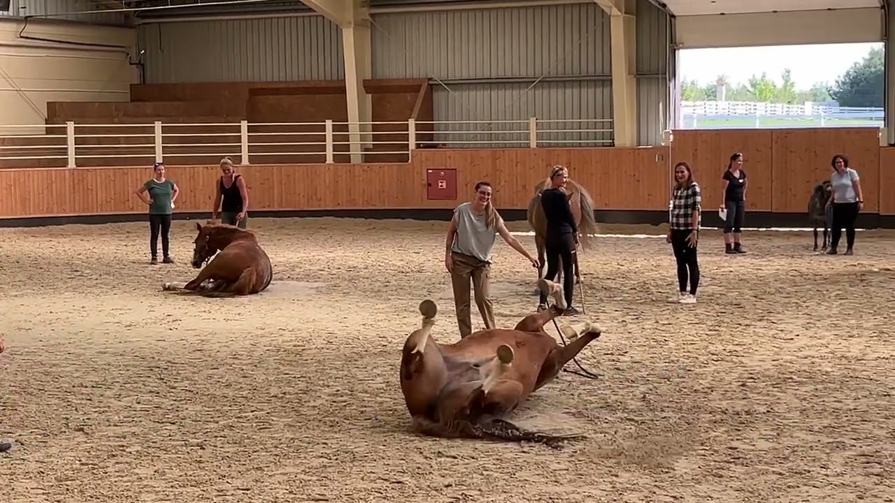 Workshop s Margrit Coates - Healing for Horses, LOWE, Oboři&scaron;tě 9/2023
