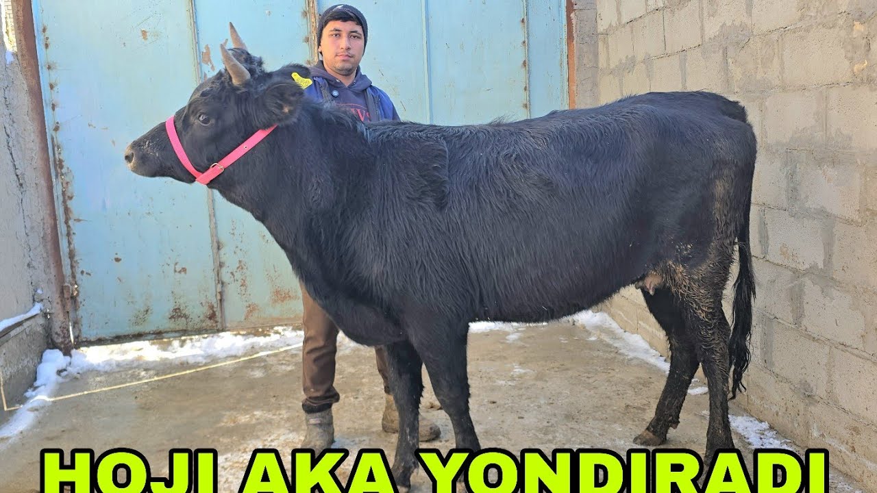 Akbarshox ukamizdan yangi partiya bo'g'ozlar ona bola sigirlar buqalar 23 января 2026 г.