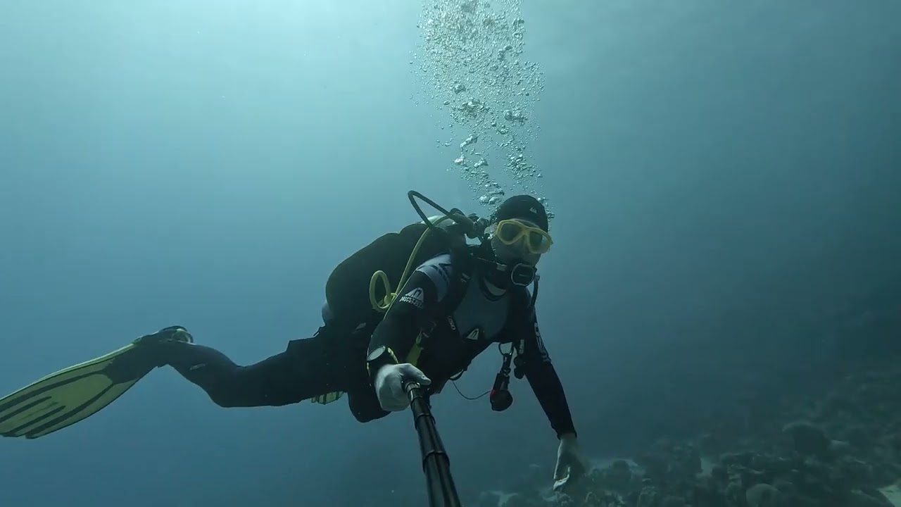 Diving in Egypt - Tulip Resort House Reef (Turtle) [2024.12.03]