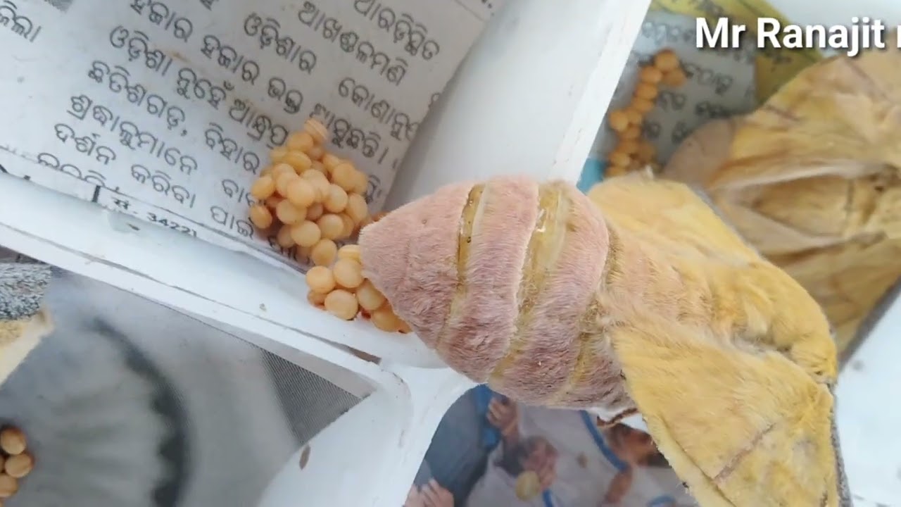 Tasar silk butterfly live egg production @mrranajitmondalsecrettalen9209