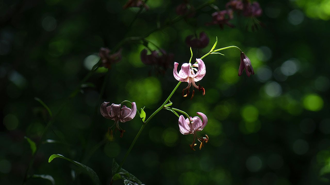 27.06.2021 - Pogórze Kaczawskie w dzikich liliach złotogłów. Co za lasy!