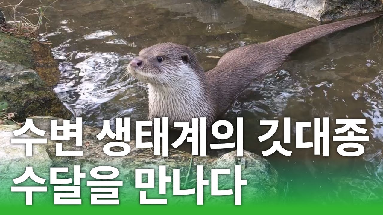 [멸종위기 야생동물을 찾아서] 수변 생태계의 깃대종, 수달을 만나다