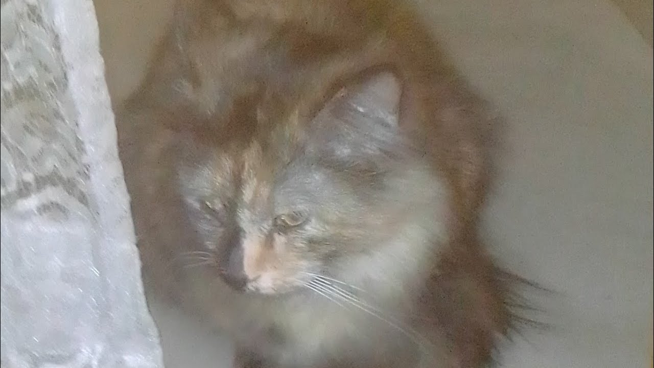 Asim Sheikh is live cat 😸 😸 🐈 cat Persian
