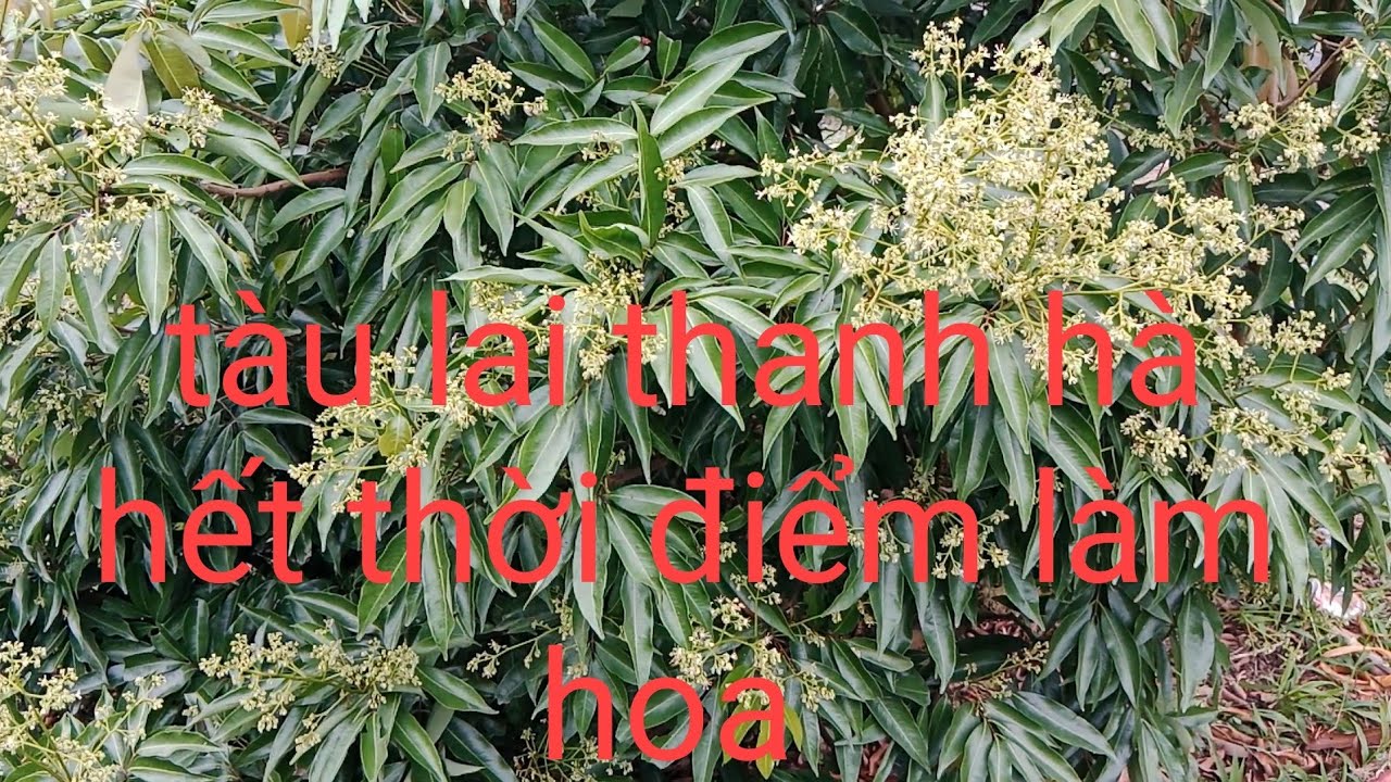 Thanh Hà tàu lai lác đác nở hoa báo cho anh em đã hết thời điểm làm hoa 