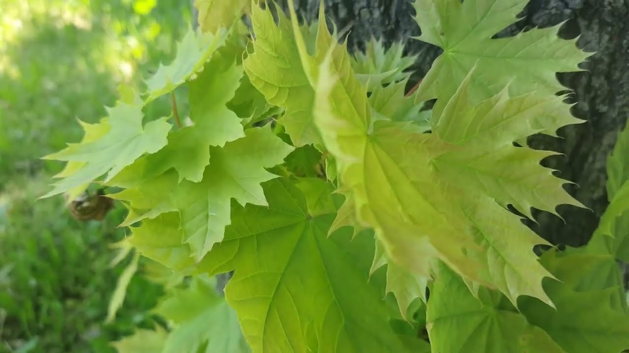 741 Гц Регенерация Энергия Жизни Increasing the body's positive energy