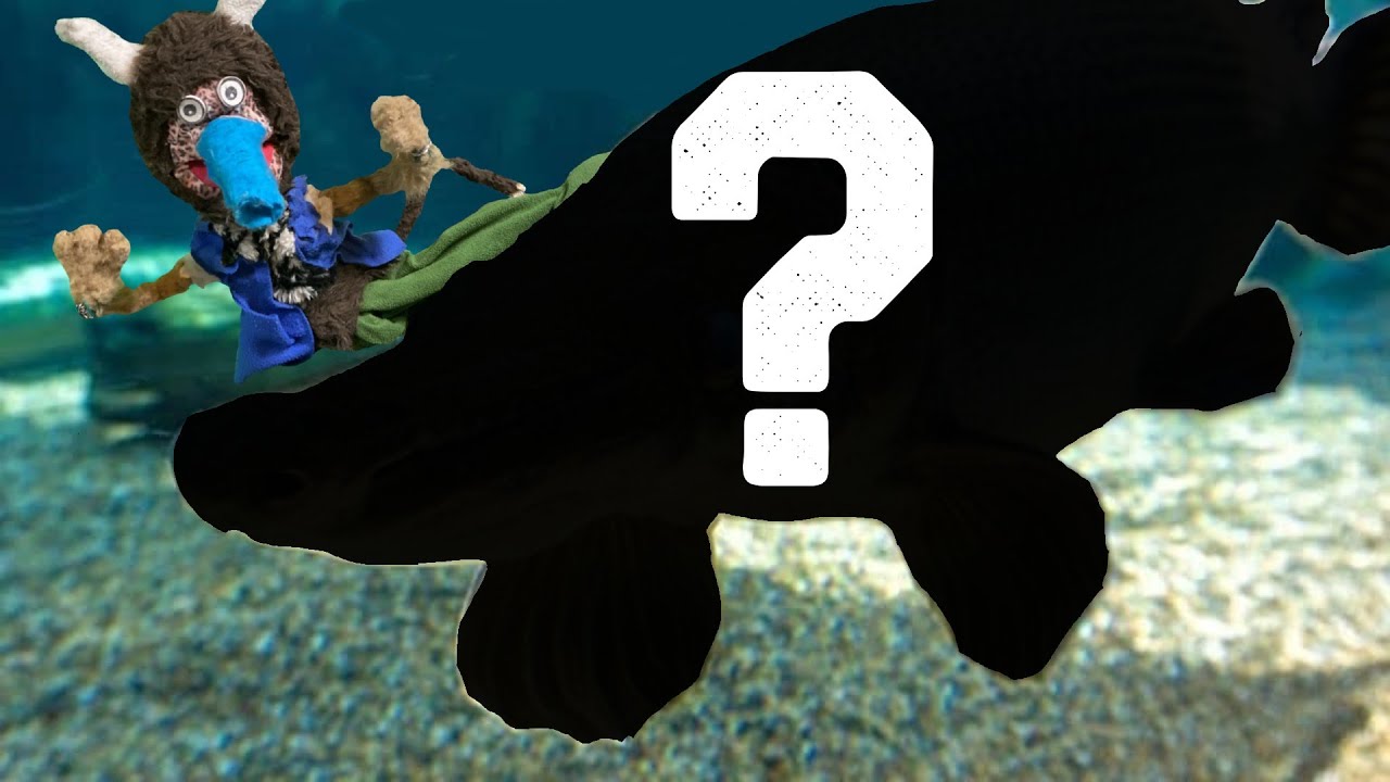 The World's Most Ancient Fish is... || Amazing Animal News