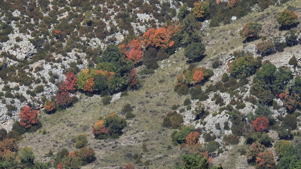 (Final de) LA BRAMA DEL CÉRVOL AMB COLORS DE TARDOR A BOUMORT