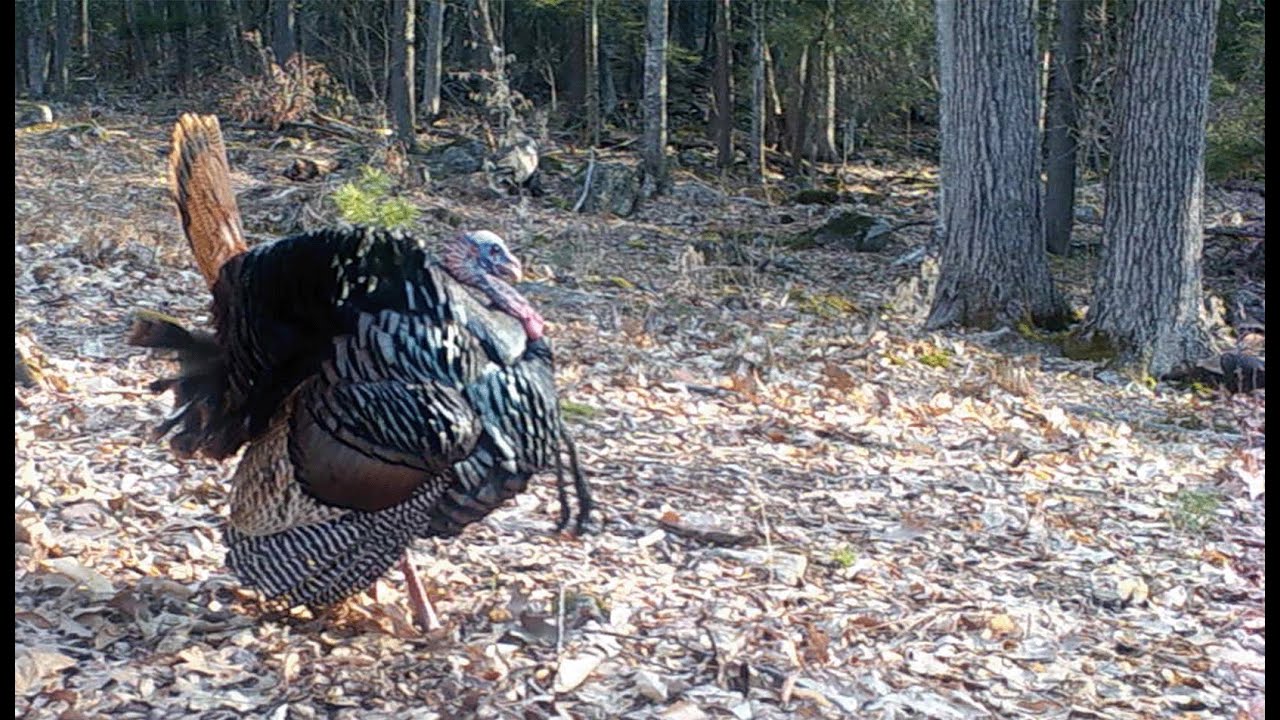 Browning Trail Cam Videos- March-April 2022