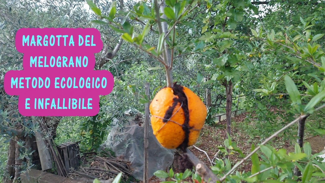 Margotta del melograno: un nuovo alberello pronto per essere piantato già dopo pochi mesi