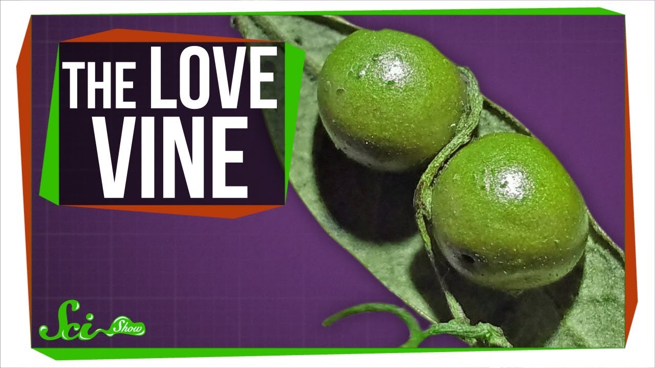 The Vine That 'Loves' Parasitic Wasps to Death