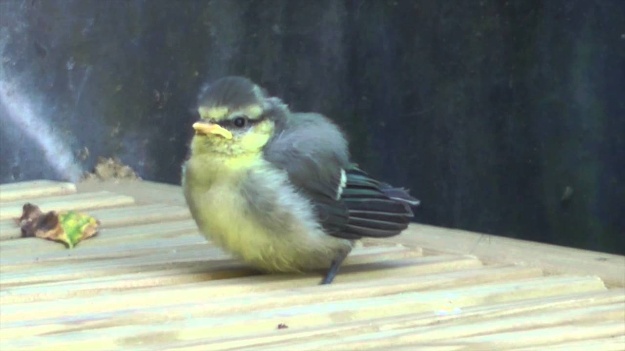 Fledgling Blue Tit