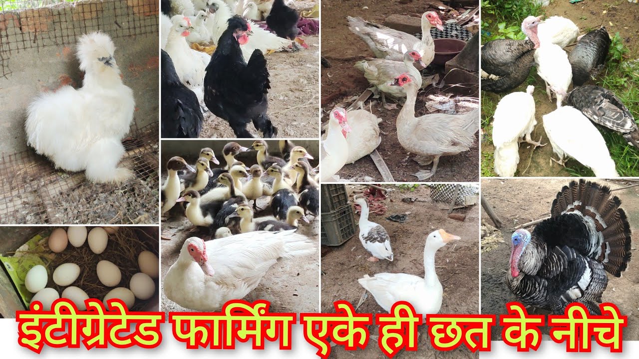 mascovi duck| राज हंस पुरी जानकारी| टर्की+सिल्की+खरगोश| इंटीग्रेटेड फार्मिंग एके ही छत के नीचे