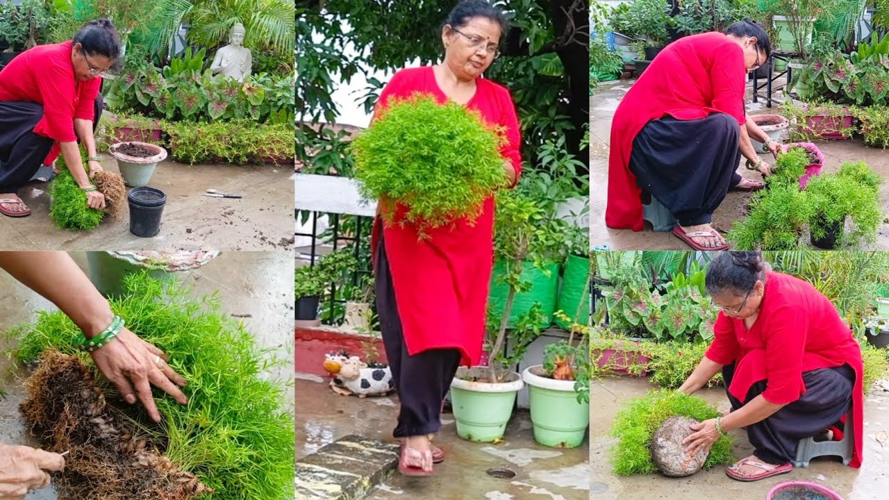Asparagus Fern ek gamle se banaye bahut sare gamle || Asparagus Propogation care tips  repoting