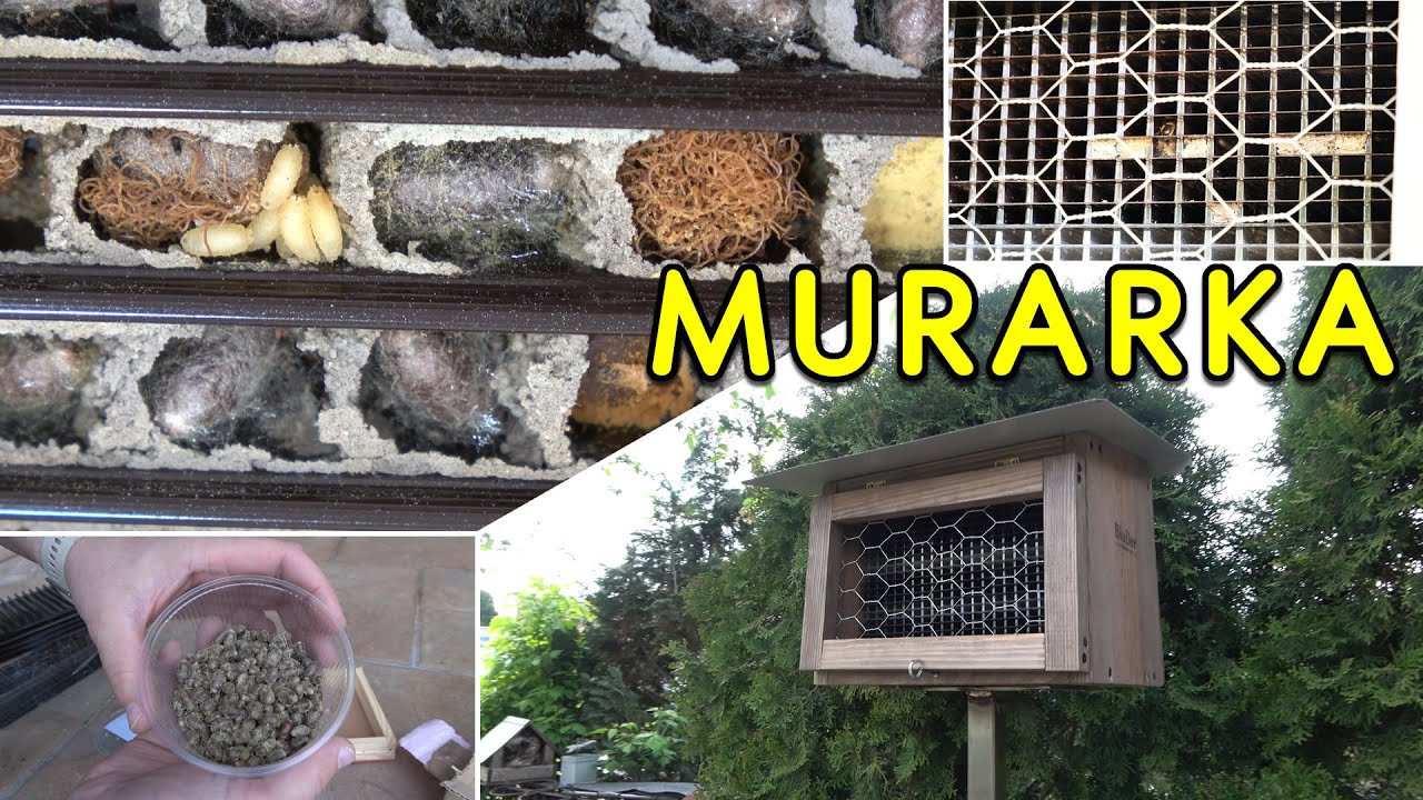 Jak hoduje pszczoły murarki. Pierwszy rok.