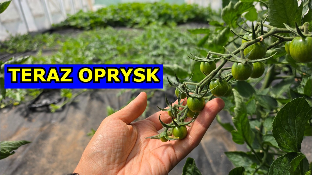 Teraz Spryskaj tym Pomidory, Og&oacute;rki, Marchew, Seler, Pietruszkę. Oprysk Solą gorzką, Kwasy humusowe.