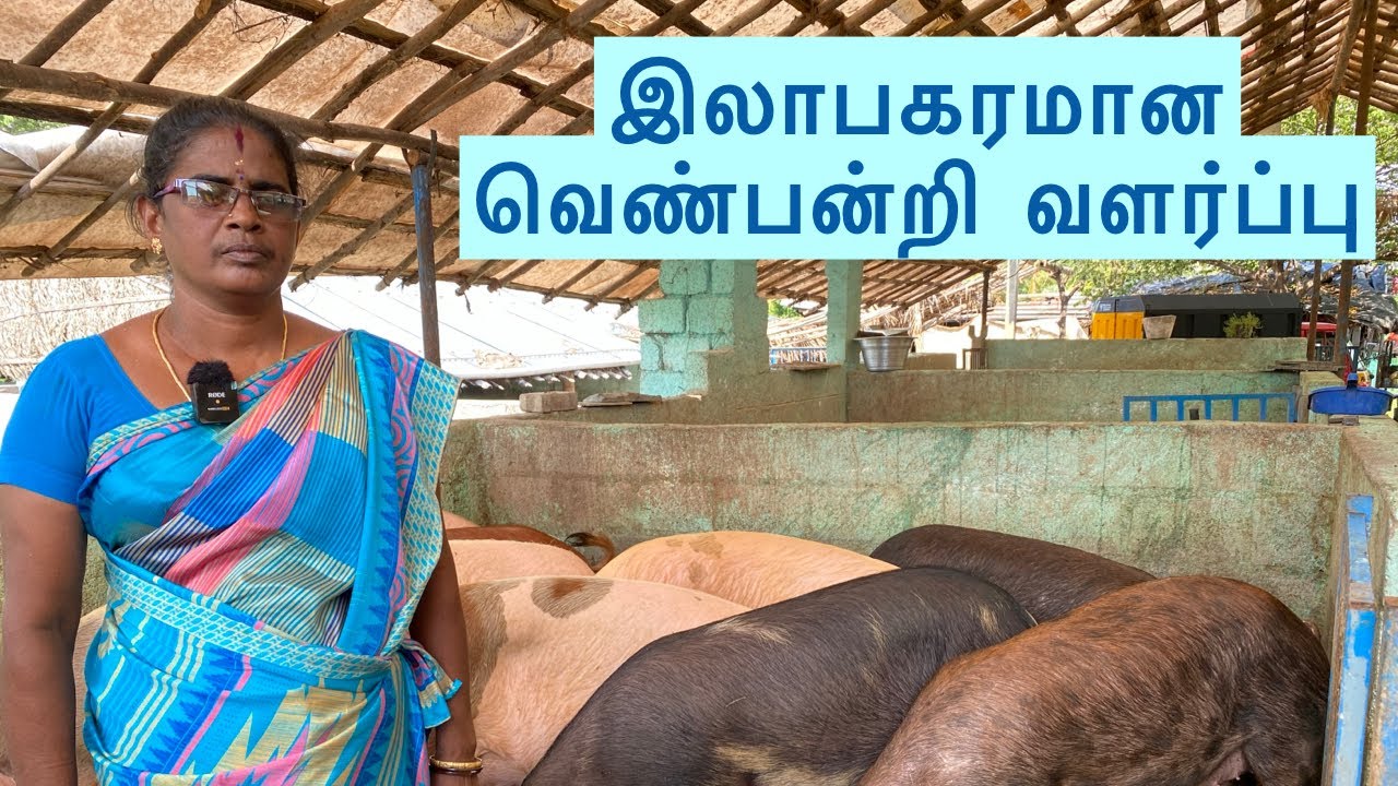 இலாபகரமான வெண்பன்றி வளர்ப்பு