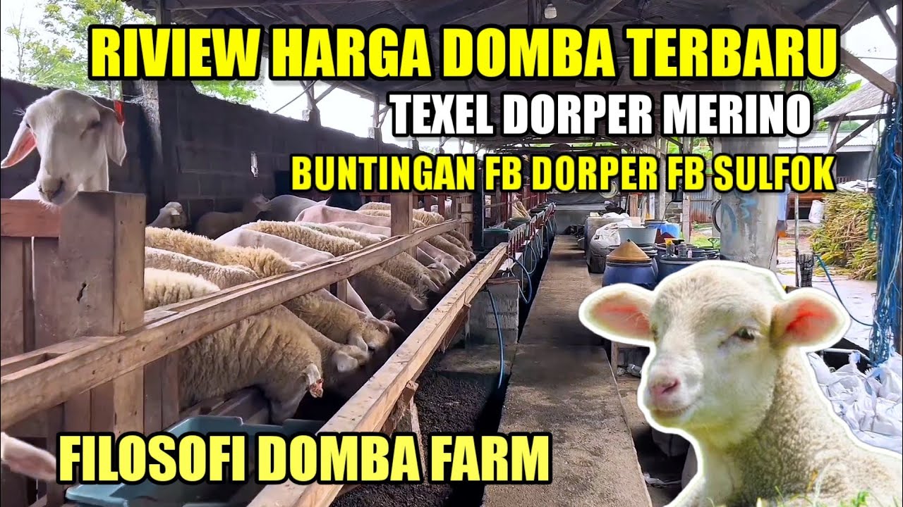 RIVIEW HARGA DOMBA TERBARU TEXEL DORPER SULFOK MERINO SAMPAI BUNTINGAN FB DI FILOSOFI DOMBA FARM