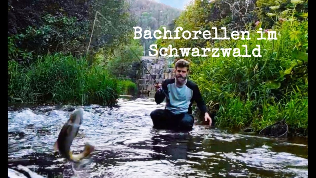 Bachforellen angeln im Schwarzwald mit Naturköder