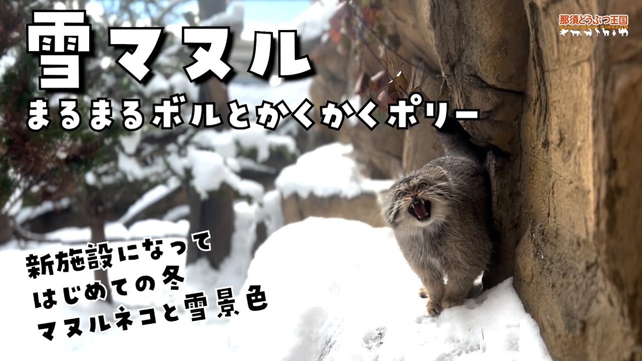 【マヌルネコ】雪マヌル　まるまるボルとかくかくポリー / Pallas's Cat in the Snow