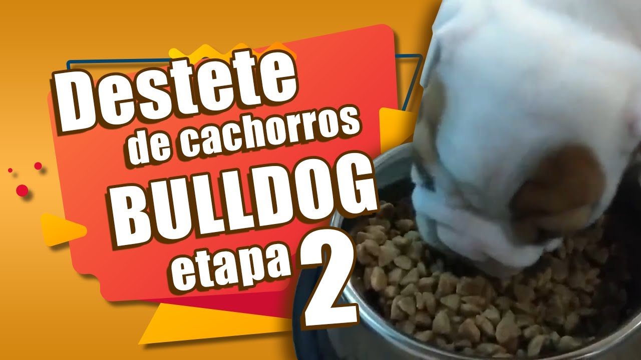 👉 Como DESTETAR  CACHORROS de Bulldog - etapa 2 🔥