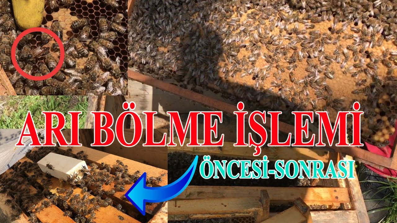 Baharda Arı Bölme İşlemi - Hazır Ana ile Arı Böldüm 29.04.2021
