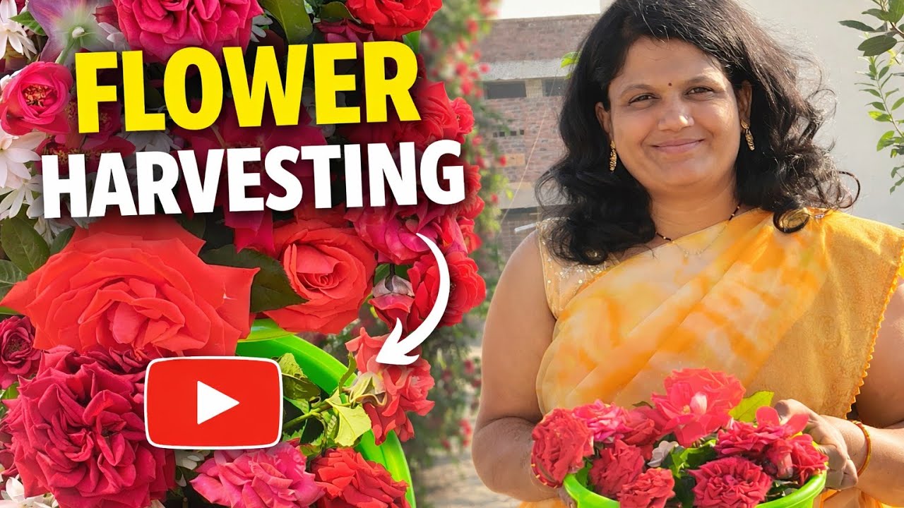 टेरेसवर फुललेली फुले 🌺 From Terrace to Vase | Garden Fresh Beauty ✨