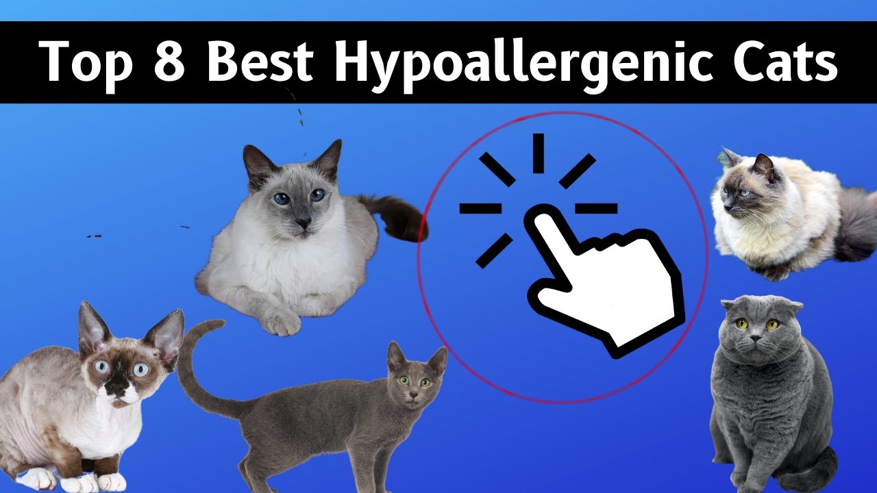 Top 8 Best Hypoallergenic Cats &mdash; Top 10 Wizard