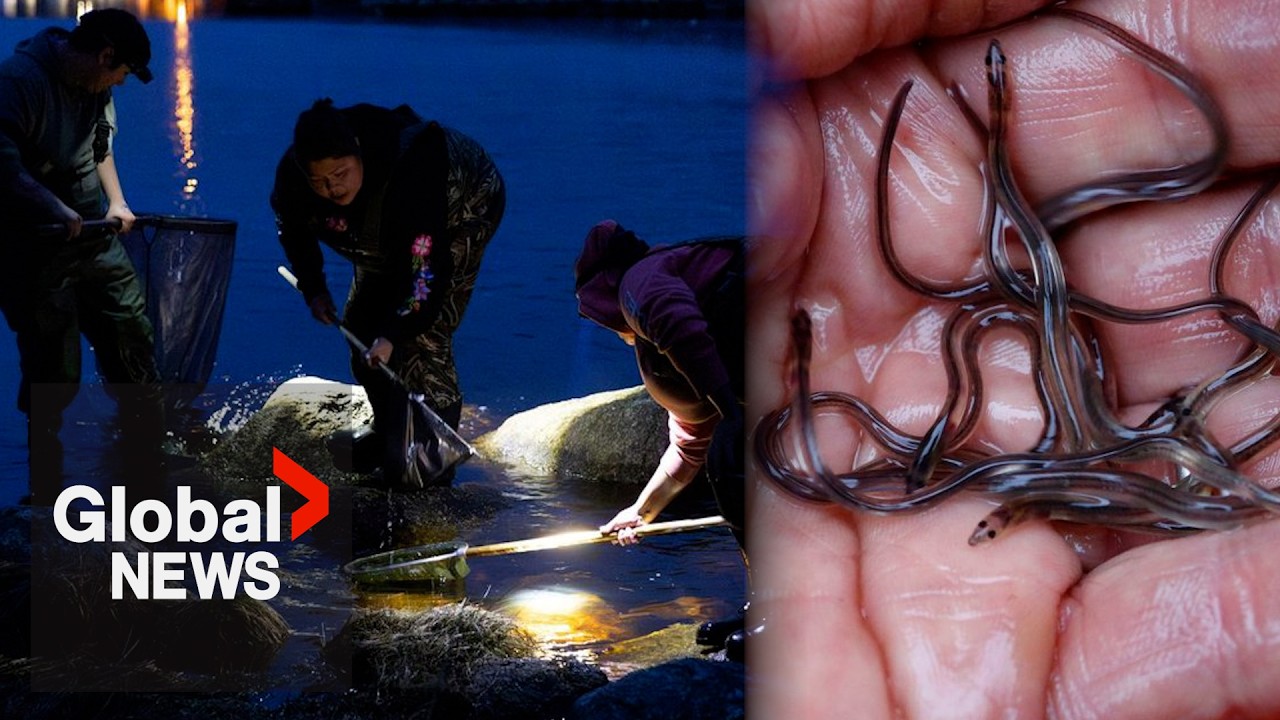 Atlantic Canada suffers from&nbsp;poaching as lucrative elver season begins