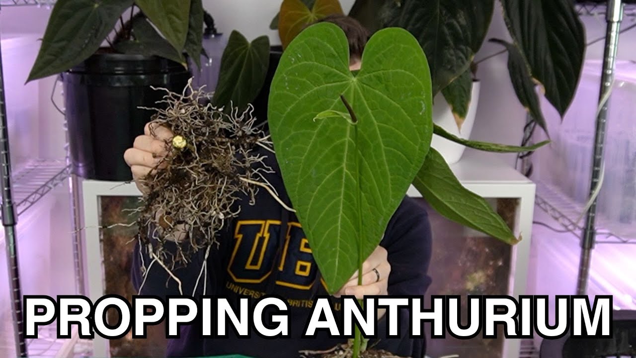 Repot with Me: Anthurium rotolanteanum & forgetii x red crystallinum