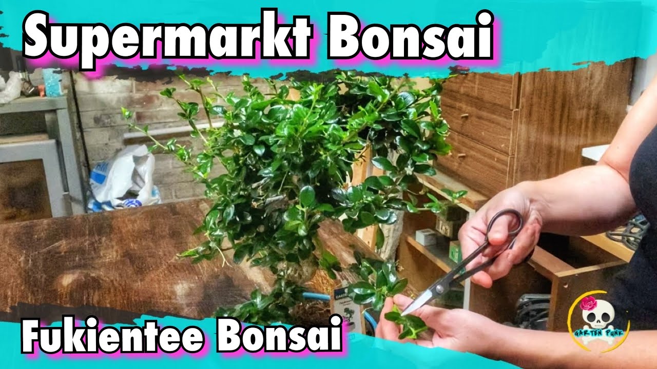 Supermarkt Bonsai gestalten ( Aldi Bonsai ) Fukientee Bonsai ( Zimmerbonsai) Fukientee schneiden