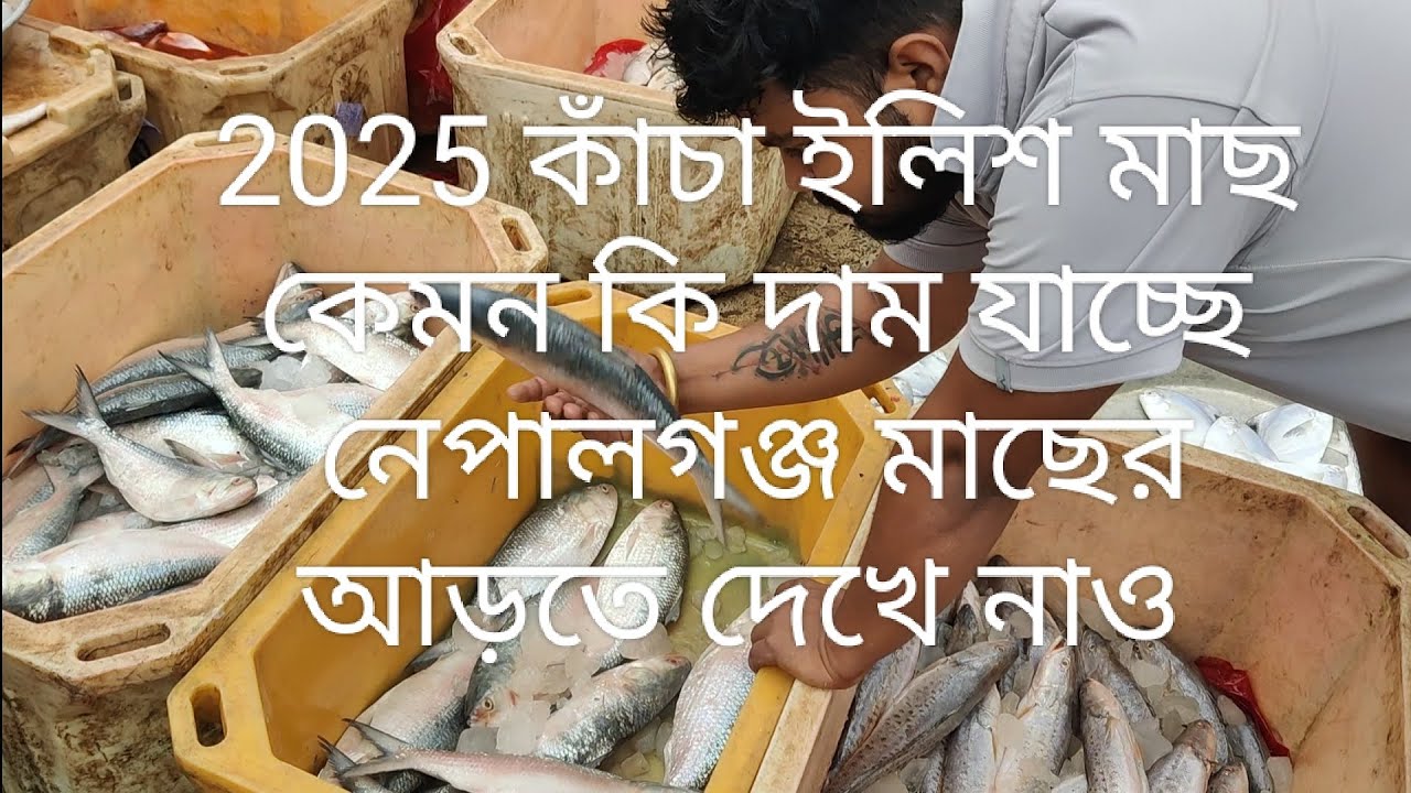 2025 জুন মাসে ইলিশ মাছ পোমপ্লেট মাছ ভোলা মাছ আরো অনেক সামুদ্রিক মাছ কেমন কি দাম চলছে নেপালগঞ্জ আড়তে