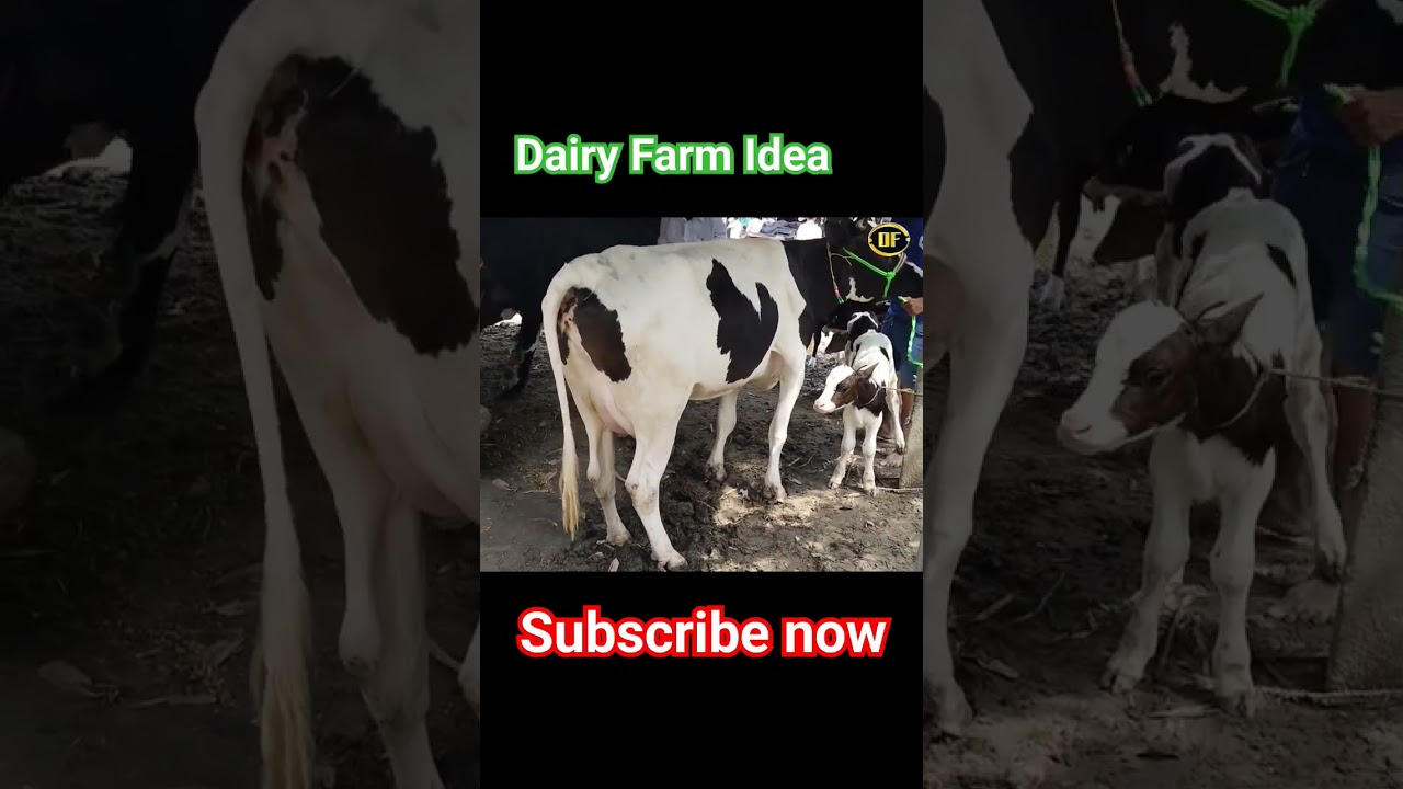 #dairyfarmidea #hfcow #animal #cowmandi #biharpashumandi #cattlemarket #cow #dairy #dairyfarm