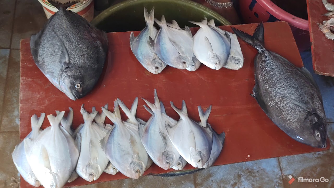 Day In Malvan Market