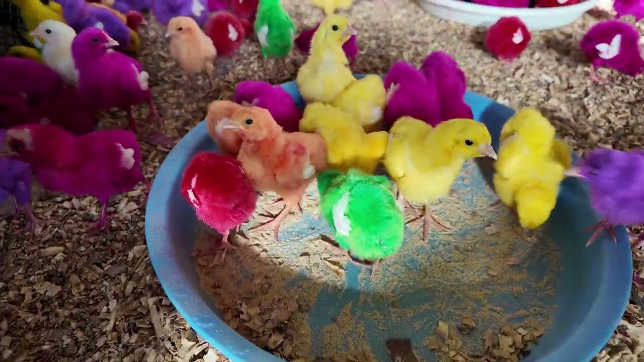 Wow Cute Colour Chicken Video