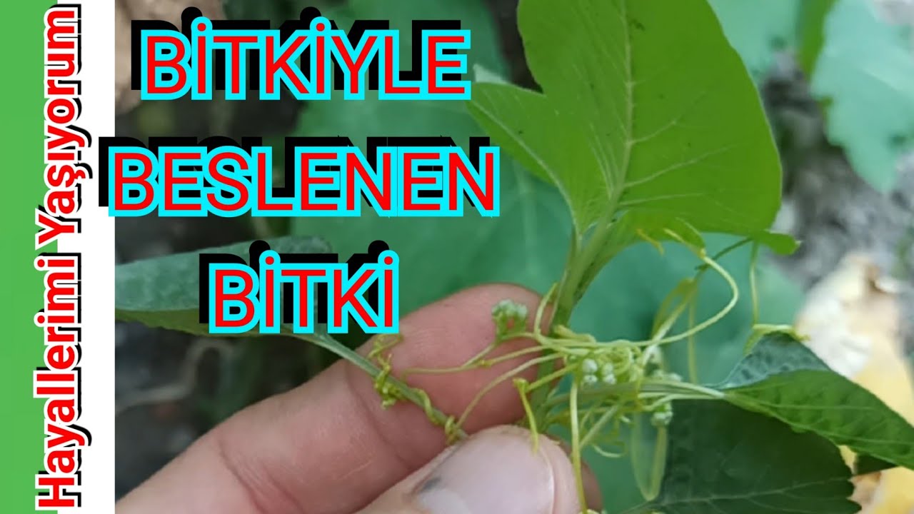 Bitkilerinizi Yiyen Bitki, Küsküt Otu