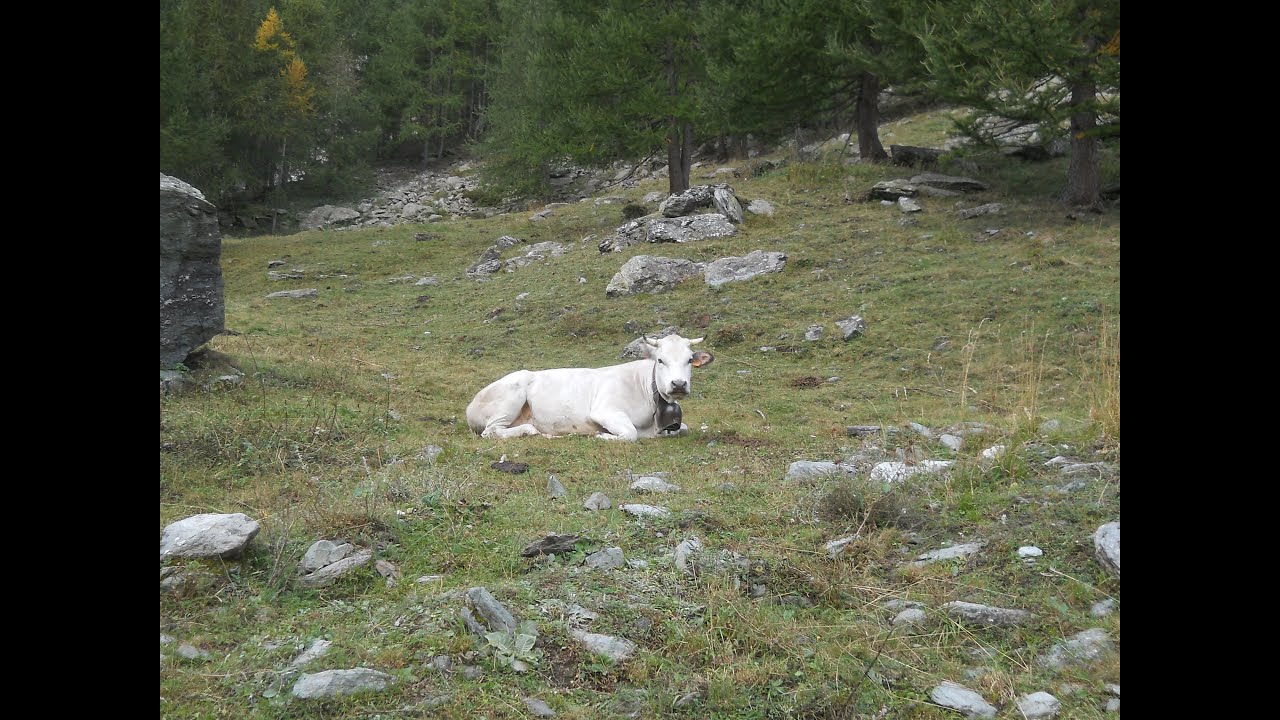 Transumanza in Val Pellice  2015