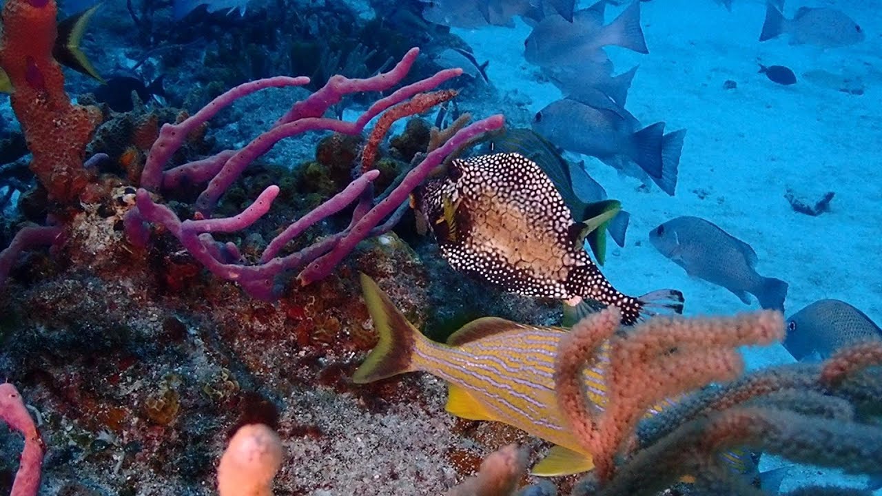 Day Diving Cozumel July 2025 with raymond