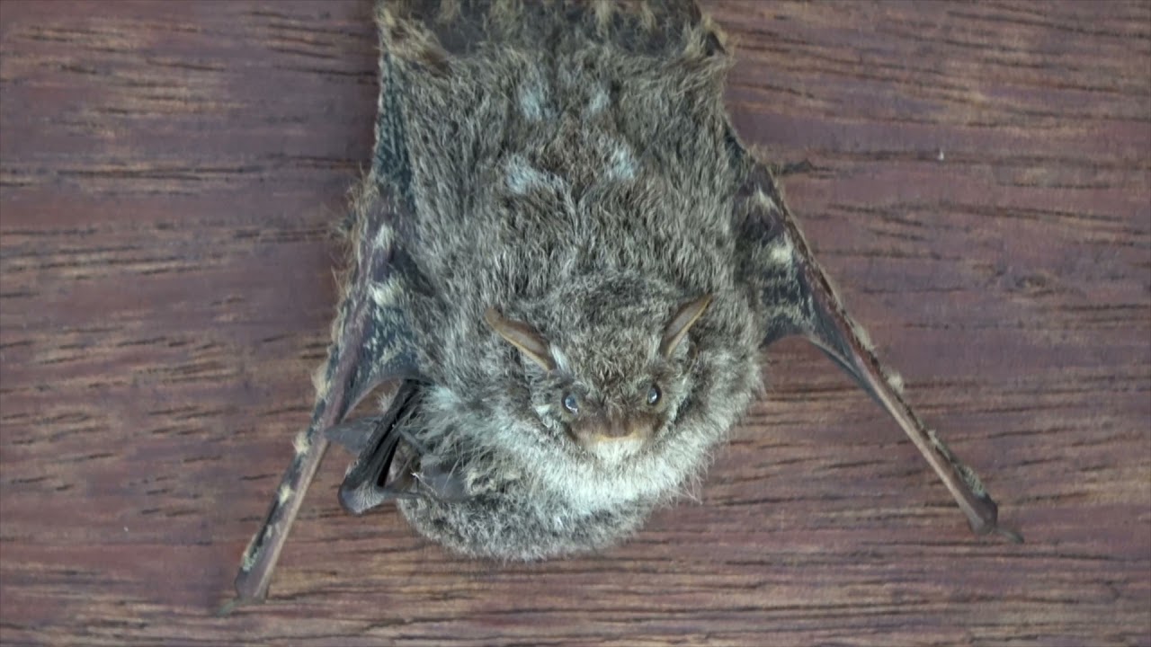 The Brazilian Long-Nosed Bat