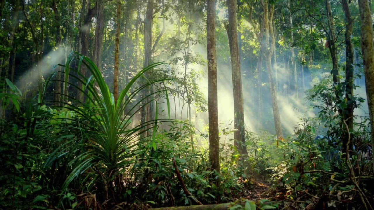 1 hora de sons relaxantes da floresta tropical!