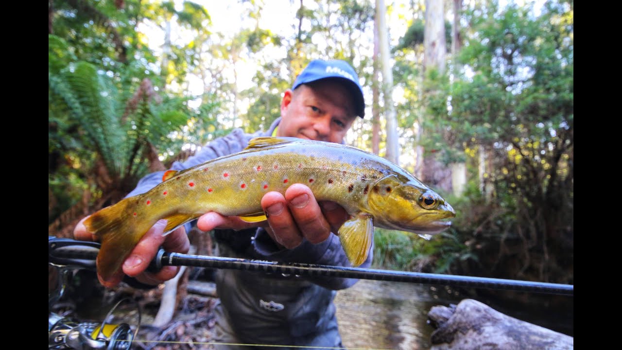 Exploring the Upper Yarra for trout