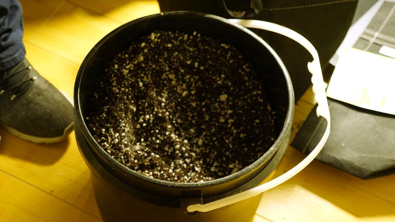 Grow Your Four Episode 7/13: Cannabis Garden Troubleshooting & Transplanting Into 3 Gallon Pots
