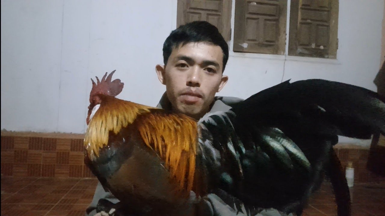 วิทีเลือกไก่ต่อหมาน เลือกยังไงและดูอะไรบ้างคริปนี้ความรู้เนั้นๆ แต่ละท้องถิ่นก็ดูไม่เหมือนกันครับ