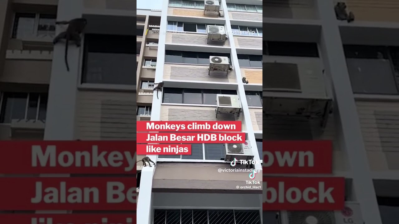 Ninja monkeys in Singapore